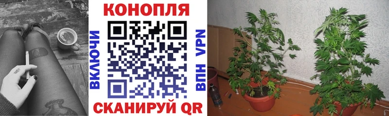 Конопля конопля Вятские Поляны